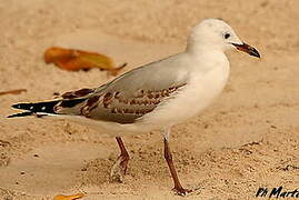 Mouette argentée