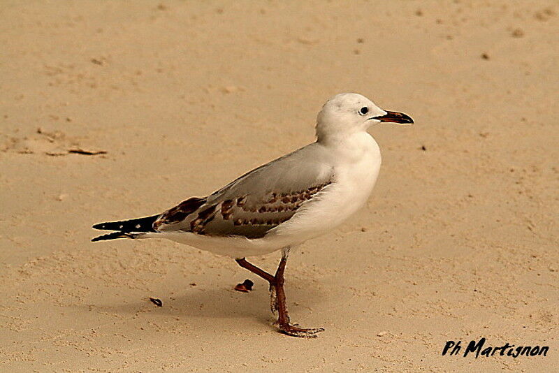 Mouette argentéejuvénile