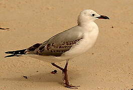 Mouette argentée