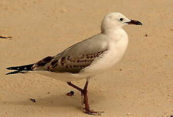 Mouette argentée