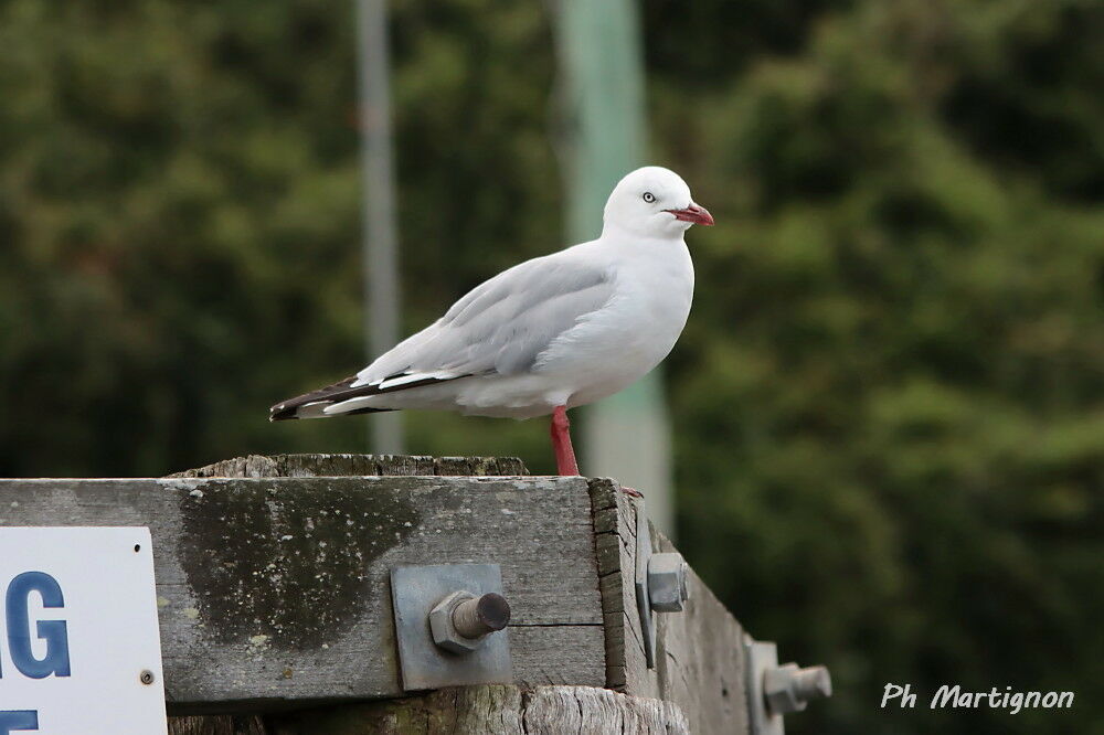 Mouette argentée, identification