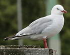 Mouette argentée