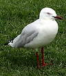 Mouette argentée