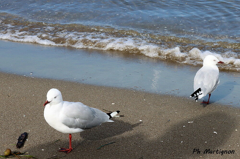 Mouette argentée