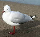 Mouette argentée