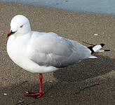 Mouette argentée
