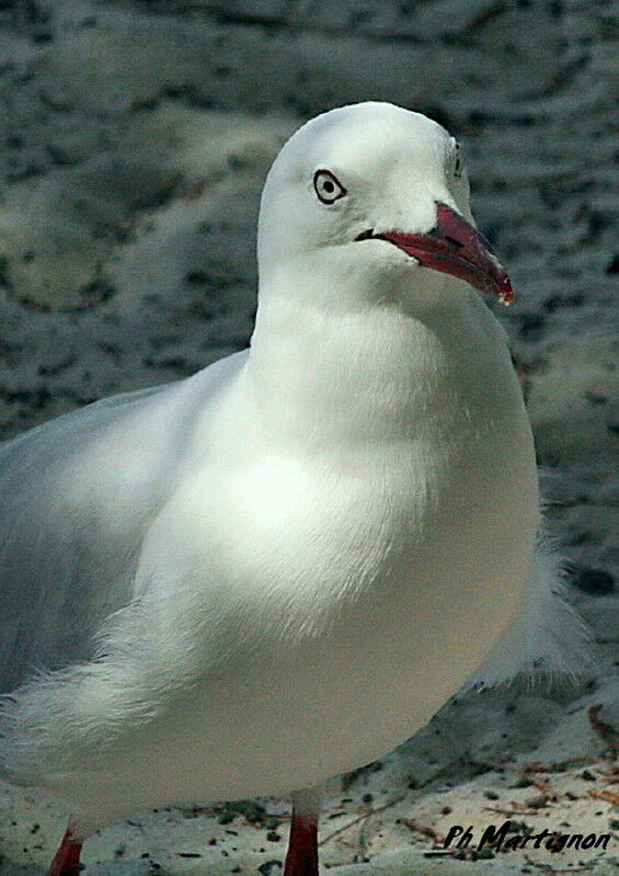 Mouette argentée