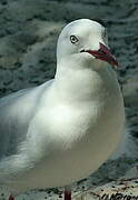 Silver Gull