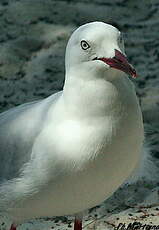 Mouette argentée