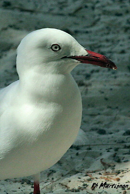 Mouette argentée