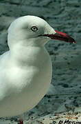 Silver Gull