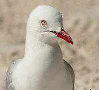 Silver Gull