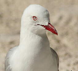 Mouette argentée