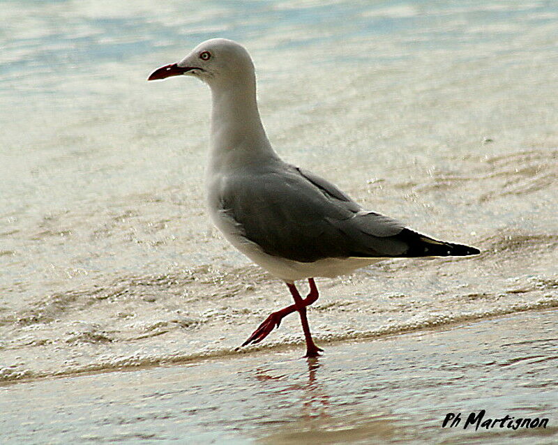 Mouette argentée