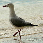 Silver Gull