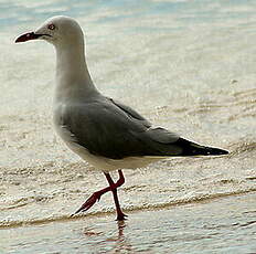 Mouette argentée