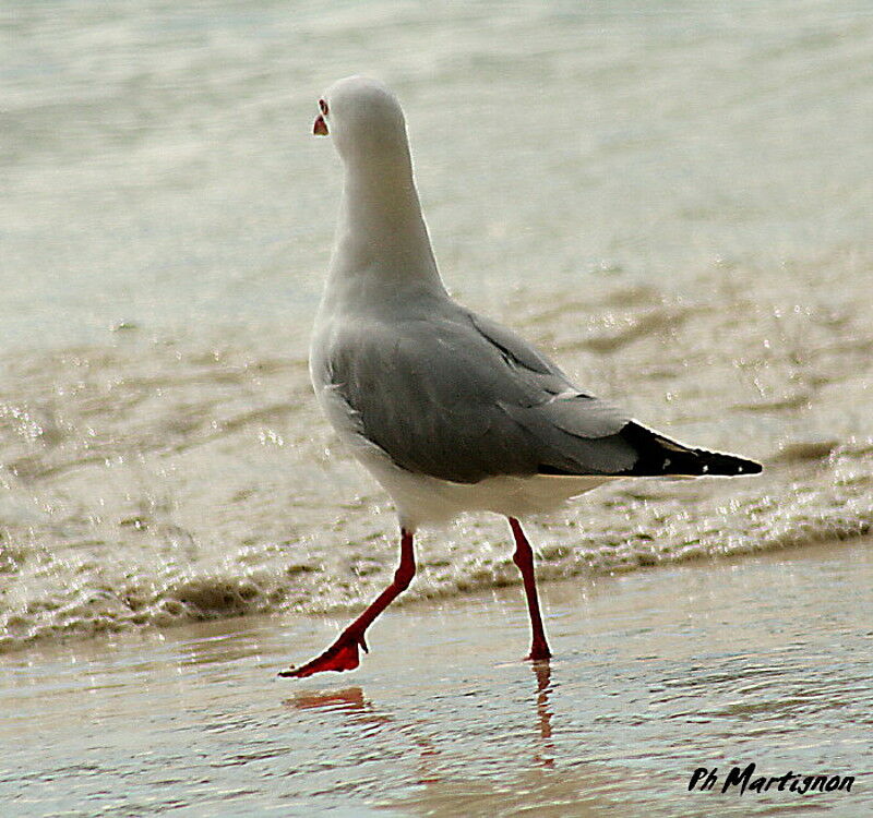 Silver Gull