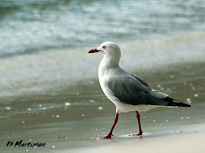 Silver Gull