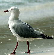 Silver Gull