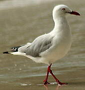 Mouette argentée