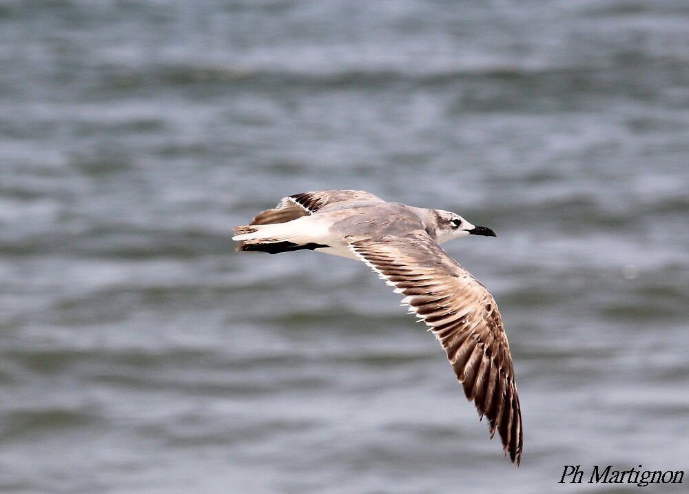 Laughing Gull, Flight