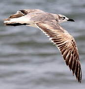 Mouette atricille