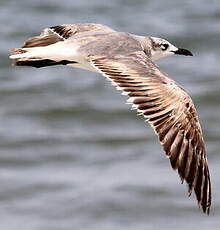 Mouette atricille