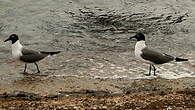 Mouette atricille