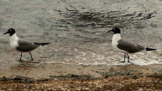 Laughing Gull