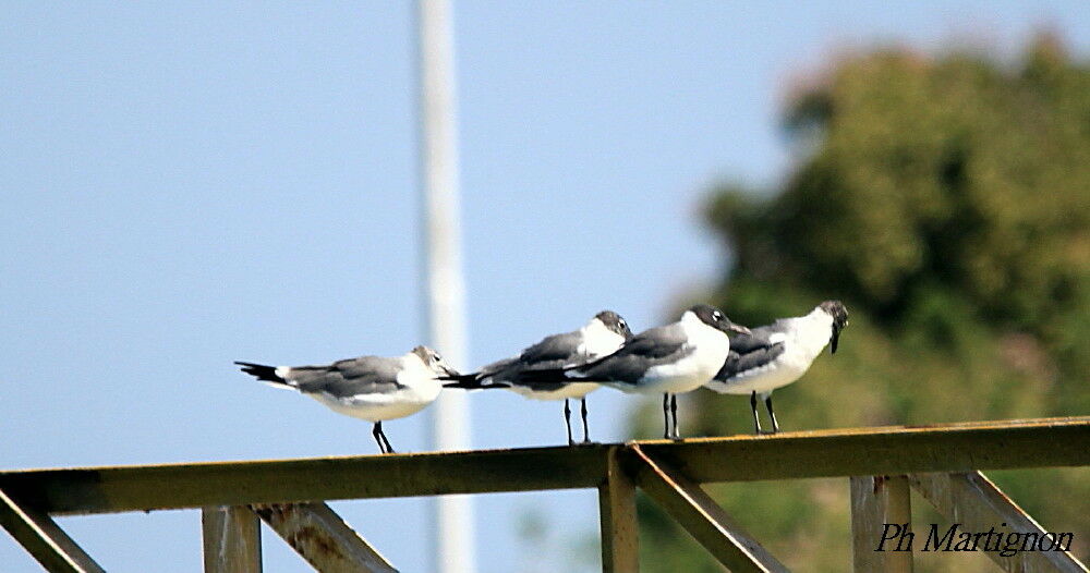 Laughing Gull