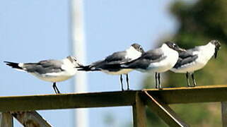 Laughing Gull