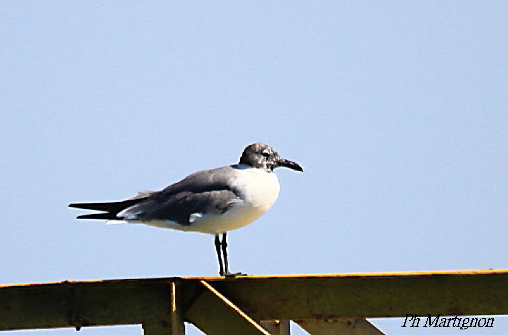 Laughing Gull, identification