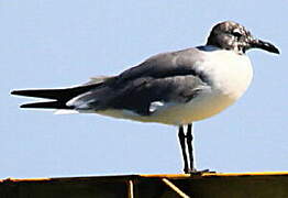 Laughing Gull