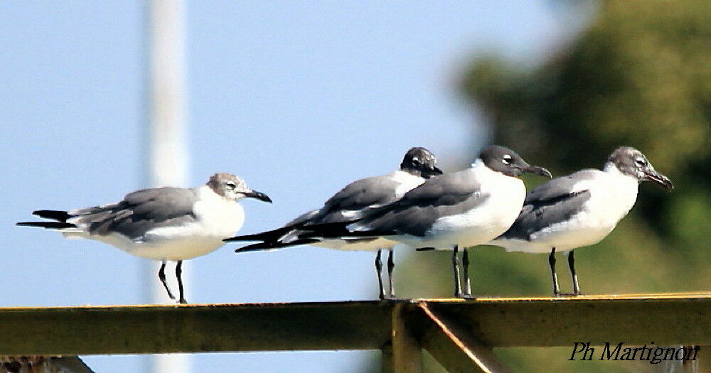 Laughing Gull