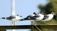 Mouette atricille