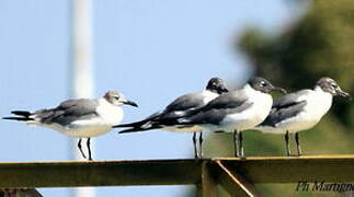 Laughing Gull