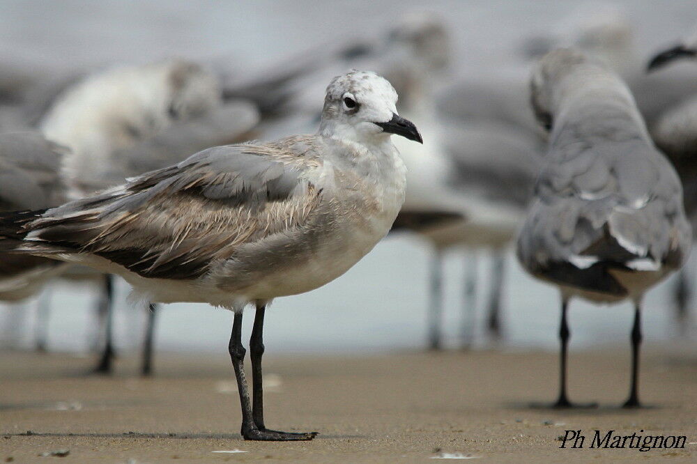 Mouette atricille, identification