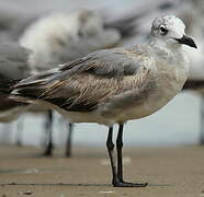 Mouette atricille