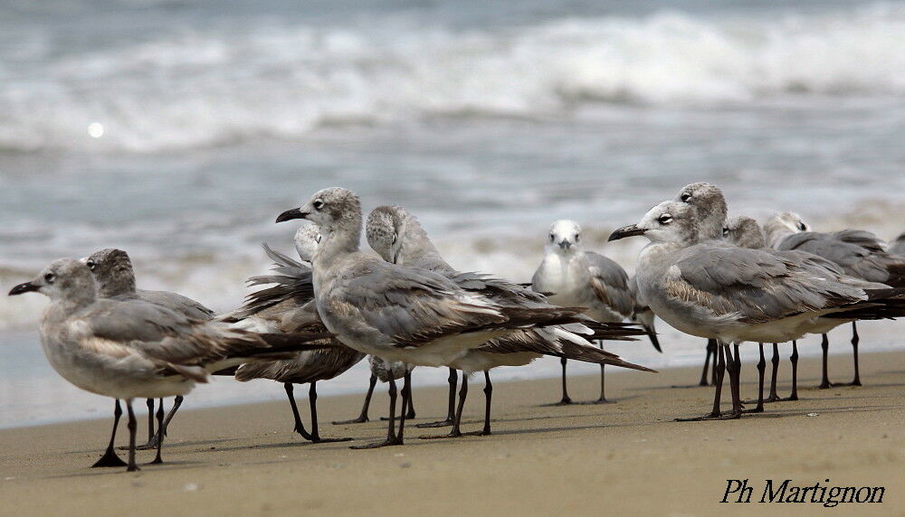 Laughing Gull