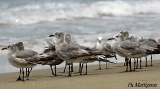 Mouette atricille