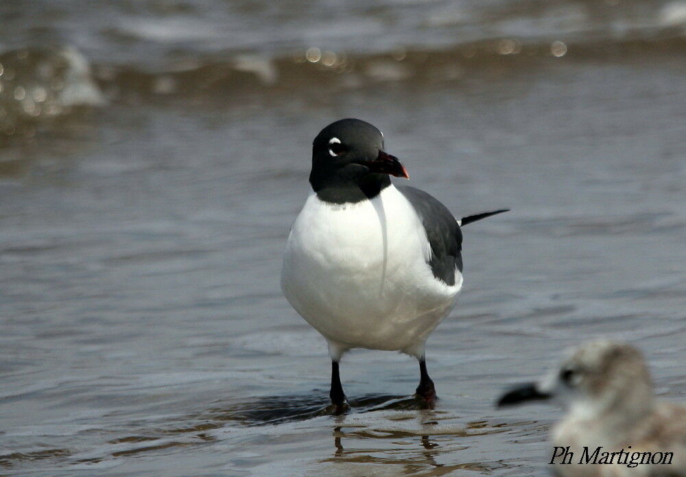 Laughing Gull, identification