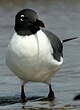 Mouette atricille