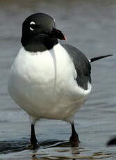 Mouette atricille