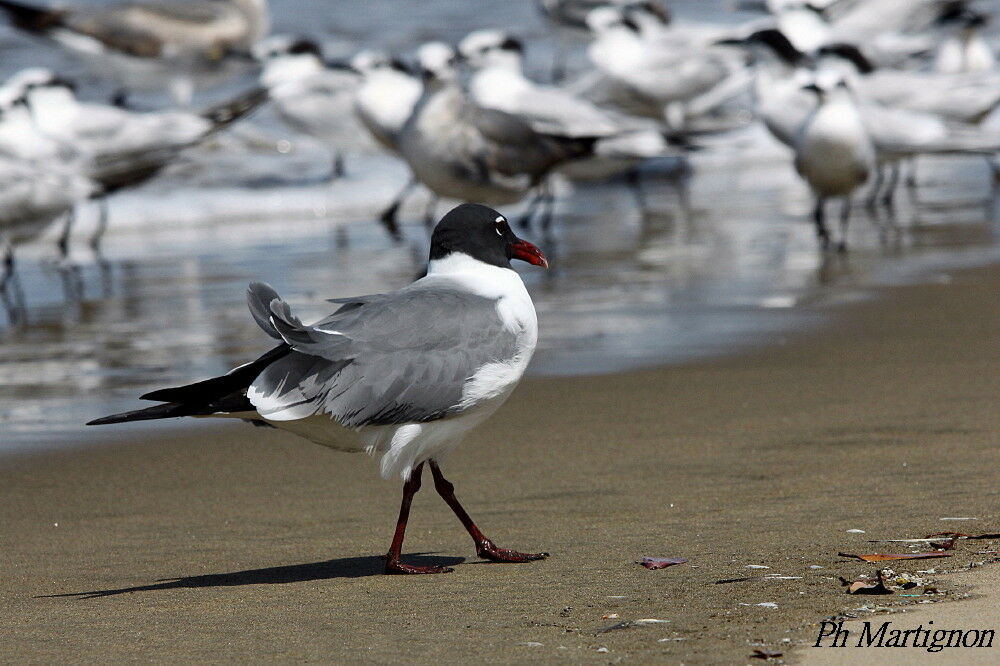 Mouette atricille, identification