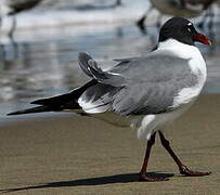 Mouette atricille