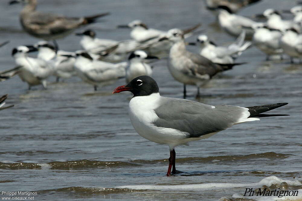 Mouette atricilleadulte nuptial, identification