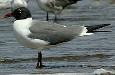 Mouette atricille