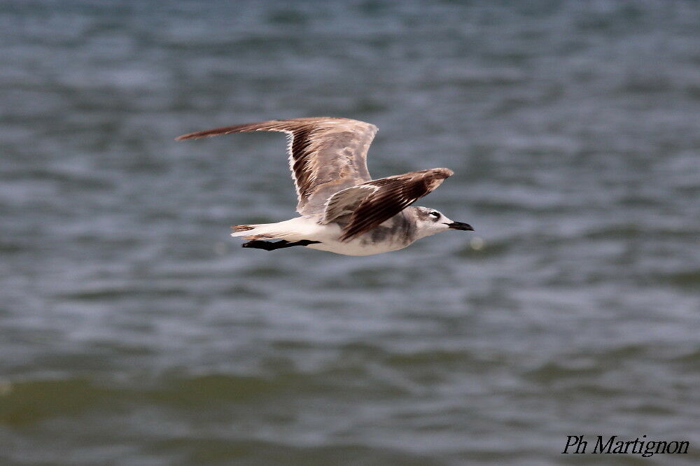 Mouette atricille, Vol