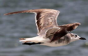 Laughing Gull