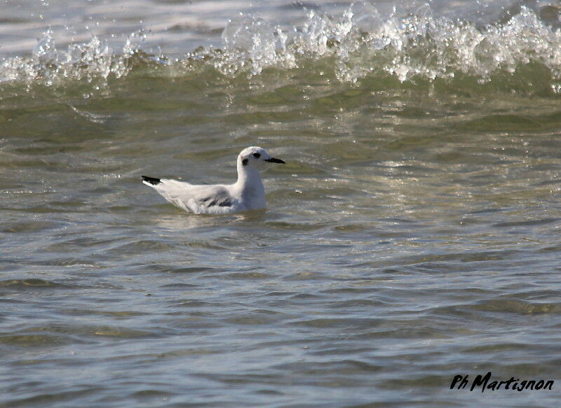 Mouette de Bonaparte